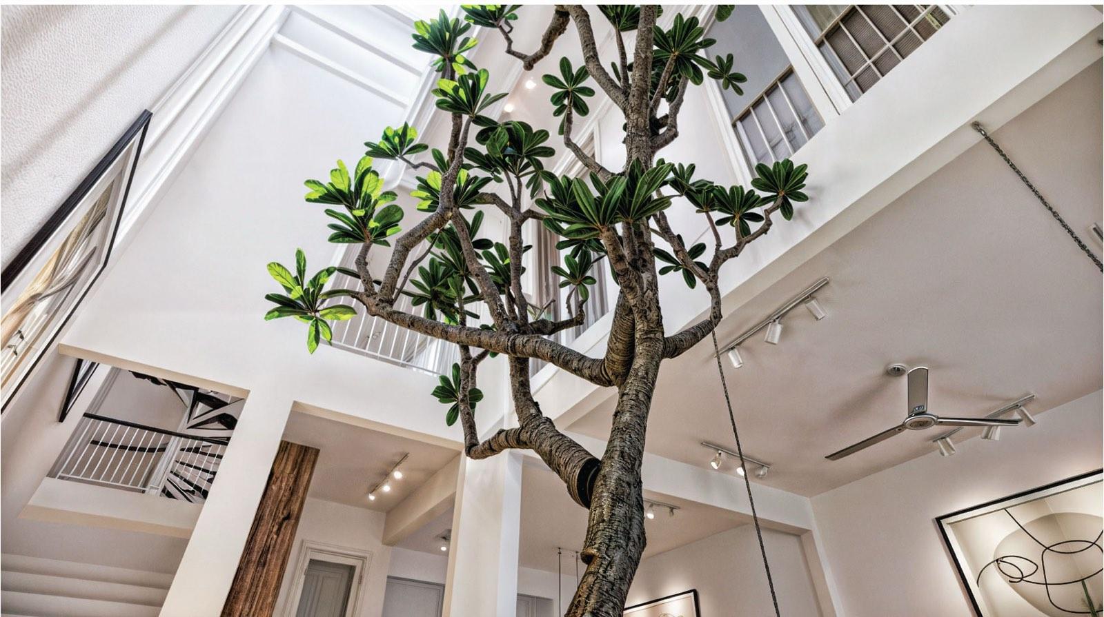 The frangipani rising through the double-volume atrium of the Kuala Lumpur terrace house towards the skylight